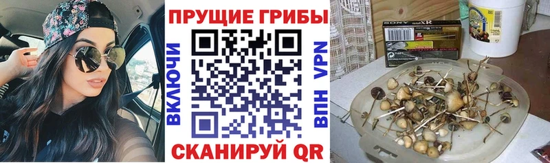 Псилоцибиновые грибы Psilocybe  hydra ССЫЛКА  Белёв 